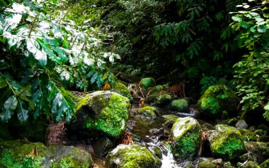 Egzotik ormanda küçük bir nehir. Azores Takımadası. Sao Miguel Adası.