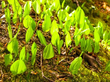 Yaz doğayı uyandırıyor. Yaz ormanlarında yetişen yeşil bitkiler.