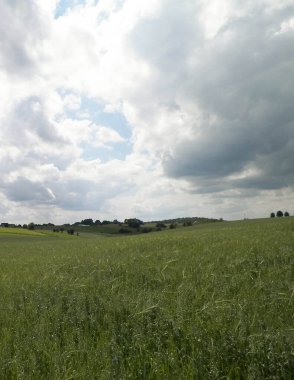 Wiezyca Bölgesi, Pomerania, Kashubia, Polonya 'nın güzel tepeleri ve çayır manzarası.