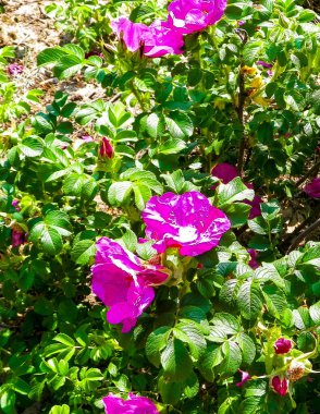 Doğal arka plan olarak pembe kır çiçeği. Doğanın güzelliği.