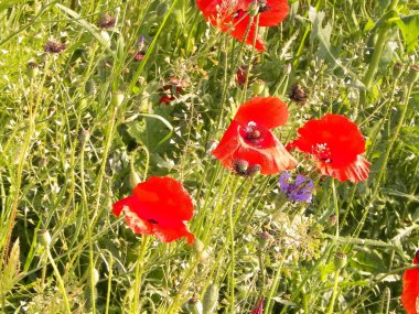 Doğal arka plan olarak haşhaş çiçekleriyle dolu bir çayır. Doğanın güzelliği