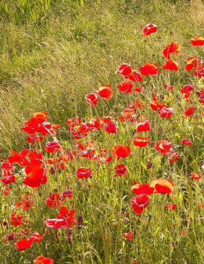 Doğal arka plan olarak haşhaş çiçekleriyle dolu bir çayır. Doğanın güzelliği
