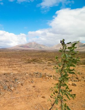 Lanzarote Adası 'nda çöl. Kanarya takımadalarının saf doğası.