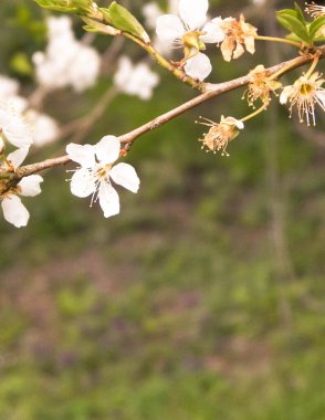 Doğal fenomen. Kiraz ağacı dalında açan çiçekler.