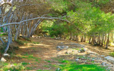 Marfa Yarımadası Malta 'daki Orman 2000 Doğa Koruma Alanı. Malta Adası 'ndaki tek orman sakini..