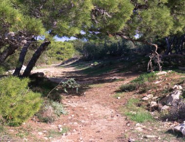 Marfa Yarımadası Malta 'daki Orman 2000 Doğa Koruma Alanı. Malta Adası 'ndaki tek orman sakini..