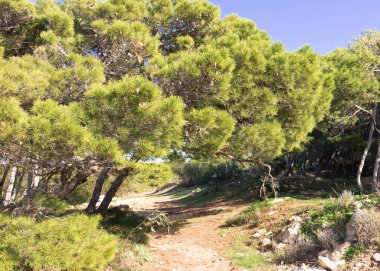 Marfa Yarımadası Malta 'daki Orman 2000 Doğa Koruma Alanı. Malta Adası 'ndaki tek orman sakini..