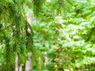 Forest background. Close-up of spruce branches. NAture concept. Copy space on blur.