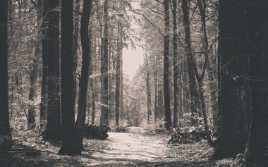 İlkbahar, kış tatilinden sonra orman tekrar uyanır. Bahar güneşi ormandaki ağaçların arasından doğuyor. Doğa konsepti. BW filtre tonu.