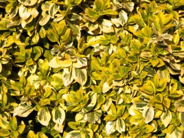 Euonymus Fortei doğa geçmişi olarak ayrılıyor. Bahçe işleri konsepti. Boşluğu kopyala.