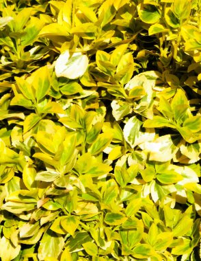 Euonymus Fortei doğa geçmişi olarak ayrılıyor. Bahçe işleri konsepti. Boşluğu kopyala.