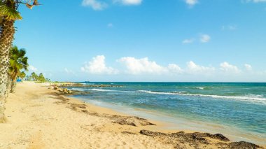 Kıbrıs adası Paphos City yakınlarındaki tropik palmiye, sahil ve Akdeniz manzarası. Seyahat kavramı.