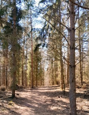 Ormanda ilkbahar. Kuzey Polonya 'nın doğası kıştan sonra uyanıyor. Kashubia 'nın Güzeli.