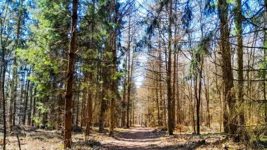 Ormanda ilkbahar. Kuzey Polonya 'nın doğası kıştan sonra uyanıyor. Kashubia 'nın Güzeli.