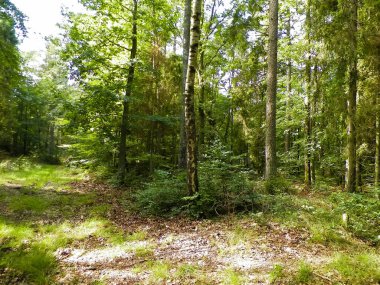 Vahşi orman manzarası. Yeşil orman güneşli bir günde, yaz mevsiminde. Güzel doğa Pomerania - Kuzey Polonya bölgesi.