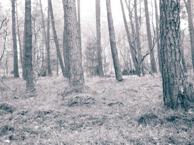 Baltık Denizi 'nin kıyı bölgesindeki çam ormanı. Tatiller ve turizm, Kuzey Polonya 'nın güzel doğası. BW soyut filtre tonu