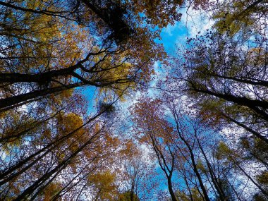 Orman, sonbahar ağaçları mavi gökyüzüne karşı. Altın sonbahar, kopyalama alanı. Soyut filtre tonu