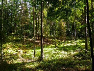Vahşi orman manzarası. Yeşil orman güneşli bir günde, yaz mevsiminde. Güzel doğa Pomerania - Kuzey Polonya bölgesi.