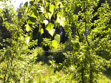 Arka plandaki briç ağacı yapraklarını ve çalılarını kapatın. Güneşli bir gün, Polonya 'da yaz, Tuchola Ormanı. Doğa arkaplanı.