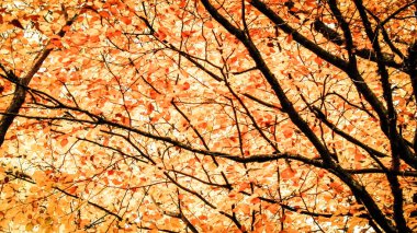 Doğada sarı yapraklı dallar. Ormanda altın sonbahar, kopyalama alanı.