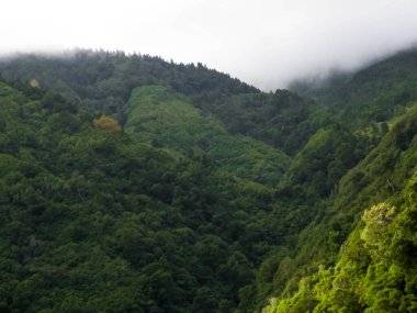 Sao Miguel Adası 'ndaki tropik orman. Doğanın güzelliği. Egzotik adanın keşfi.
