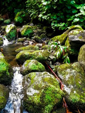 Egzotik ormanda küçük bir nehir. Azores Takımadası. Sao Miguel Adası.
