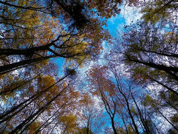 Orman, sonbahar ağaçları mavi gökyüzüne karşı. Altın sonbahar, kopyalama alanı. Soyut filtre tonu