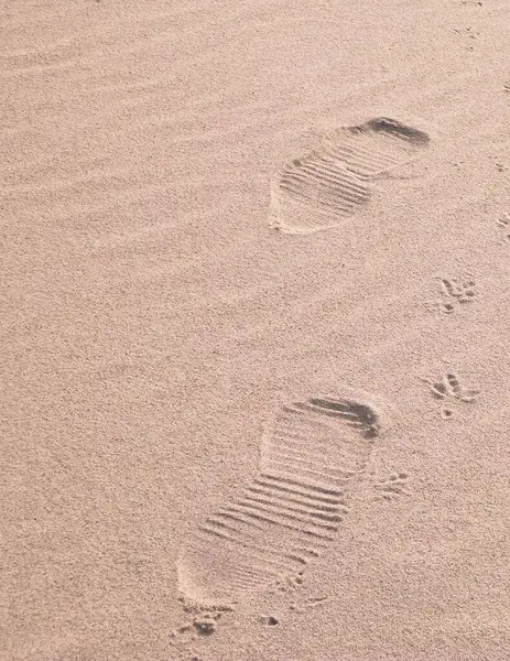 Sahilde ya da çölde yürüyen gezginler. Doğal arkaplan.