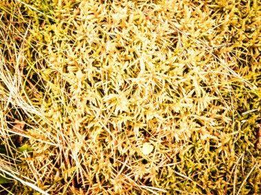 Close-up of forest moss and lichen. The beauty of nature as a background.