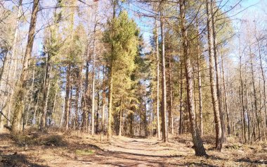 Ormanda ilkbahar. Kuzey Polonya 'nın doğası kıştan sonra uyanıyor. Kashubia 'nın Güzeli.