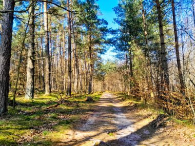 Ormanda ilkbahar. Kuzey Polonya 'nın doğası kıştan sonra uyanıyor. Kashubia 'nın Güzeli.