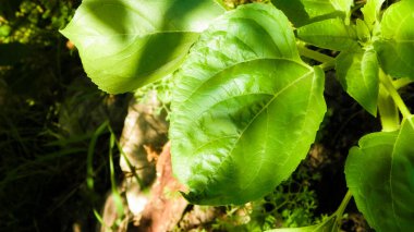 Close up of plant with green leaves. Nature background.