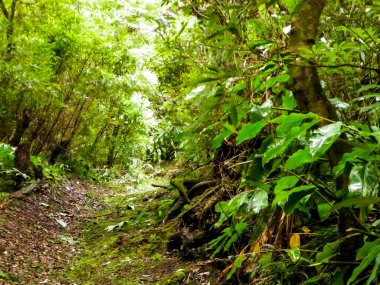 Sao Miguel iç kısımlarındaki tropikal ormanın güzel doğası. Sao Miguel, Azores takımadalarının en büyük adasıdır..