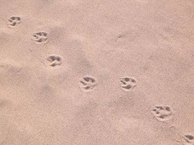 Kumsalda ya da çölde kedi ya da tilki pençesi izleri. Doğal arkaplan.