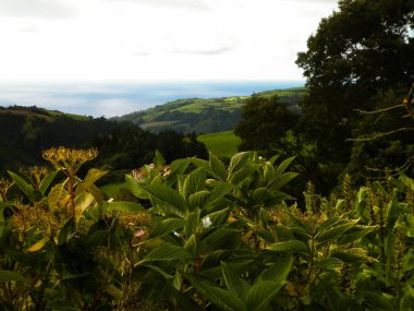 Tipik Azores manzarası. Arka planda doğal yeşil arazi tepeleri ve deniz. Doğanın güzelliği konsepti.