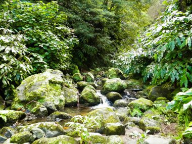 Egzotik ormanda küçük bir nehir. Azores Takımadası. Sao Miguel Adası.