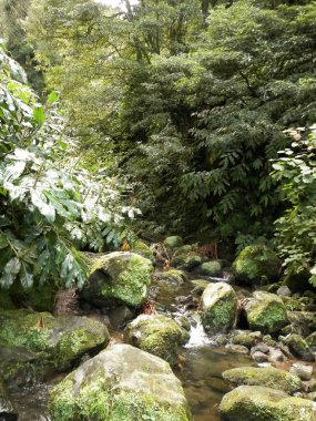 Egzotik ormanda küçük bir nehir. Azores Takımadası. Sao Miguel Adası.