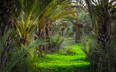 Kıbrıs adasındaki Palm Grove 'da. Randevu çiftliği. Egzotik görüntüler ve tropikal iklim.