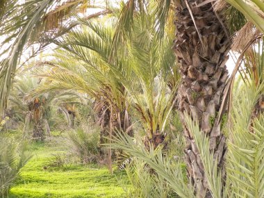 Date palm forest in Cyprus, asia. Tropical nature.
