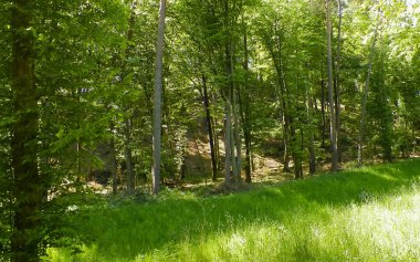 Kashubia 'daki güzel orman. Polonya. Kuzey Polonya 'nın güzel doğası.