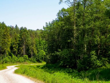 Kashubia 'da ormanın üzerindeki yol. Polonya. Kuzey Polonya 'nın güzel doğası.