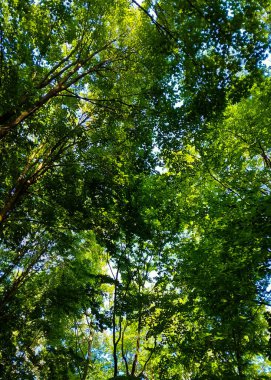 Doğal bir arka plan olarak yeşil dallar. Kopyala uzayı, vahşi orman.