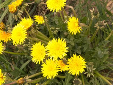 Sarı karahindiba çiçekleri. Çayır üzerinde Taraxacum bürosu..