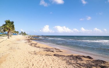 Kıbrıs adası Paphos City yakınlarındaki tropik palmiye, sahil ve Akdeniz manzarası. Seyahat kavramı.