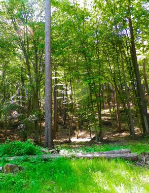 Kashubia 'daki güzel orman. Polonya. Kuzey Polonya 'nın güzel doğası.