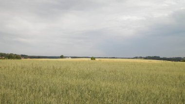 Kashubia 'da bir tarla. Tarım konsepti. Kuzey Polonya.