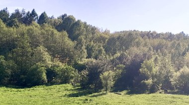 Ormanın ortasında bir çayır olsa ne güzel olurdu. Kuzey Polonya 'da dondurucu bahar.