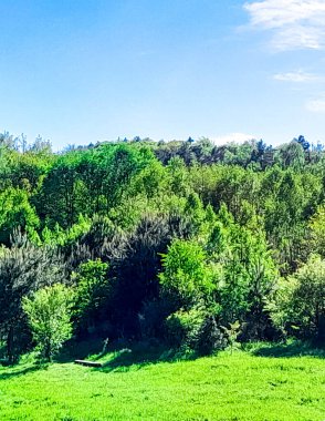 Ormanın ortasında bir çayır olsa ne güzel olurdu. Kuzey Polonya 'da dondurucu bahar.