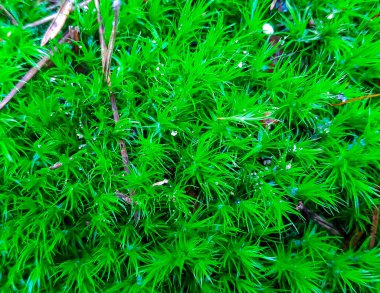 Yeşil orman yosunlarını doğa arka planı olarak kapatın..