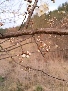 Yaz doğasını uyandırmak. Çiçekler açan elma ağacı..